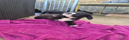 Mixed Breed dogs for sale: Boxer-Doodle Puppies  - Advert 3