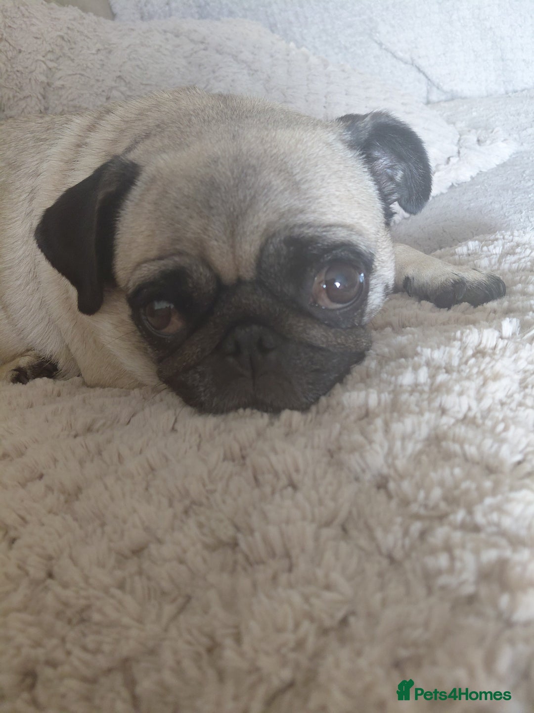 Pug dogs for sale: Loveable pug - Advert 2
