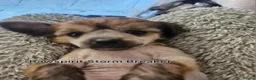 Chinese Crested dogs for sale: Powder puff boy and girl   - Advert 14