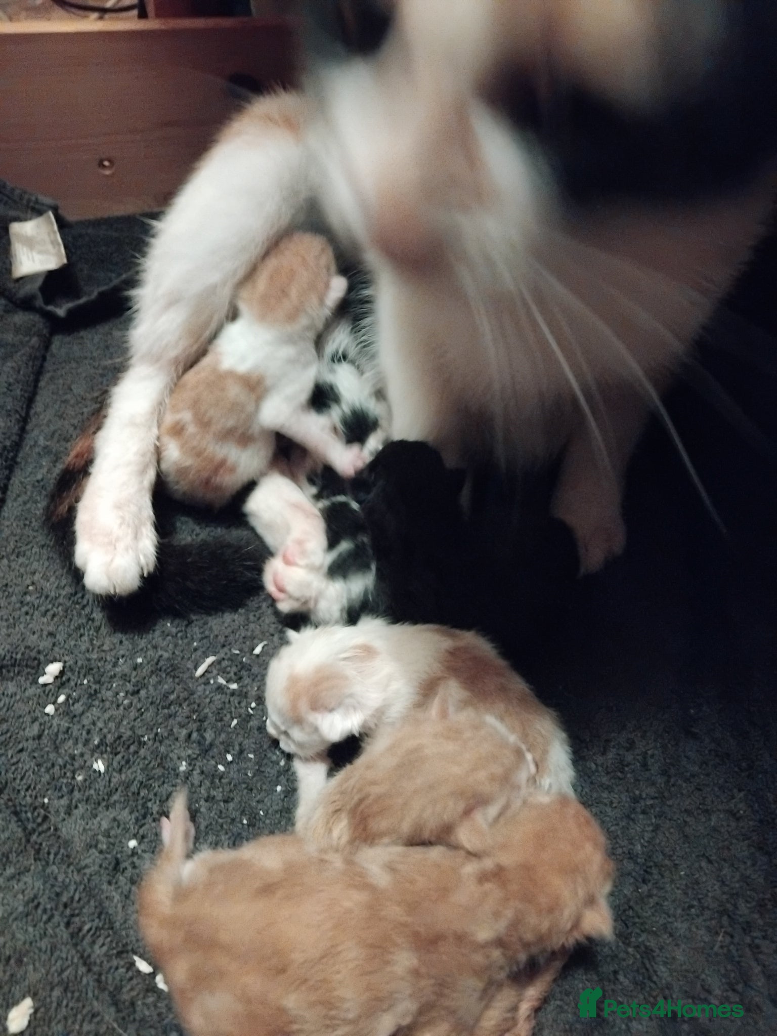 Mixed Breed cats for sale: 6 cute kittens  - Advert 2