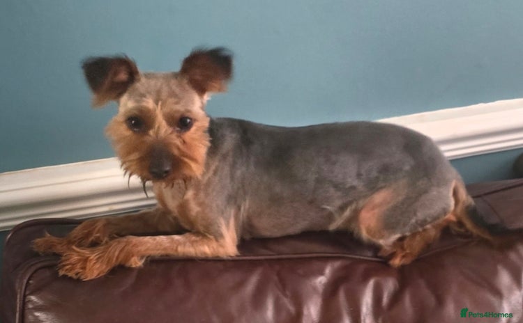 Yorkshire Terrier dogs - Advert 11