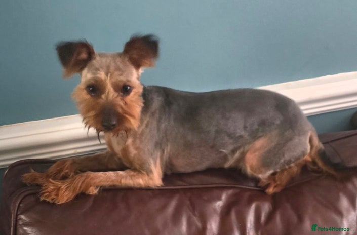 Yorkshire Terrier dogs - Advert 1