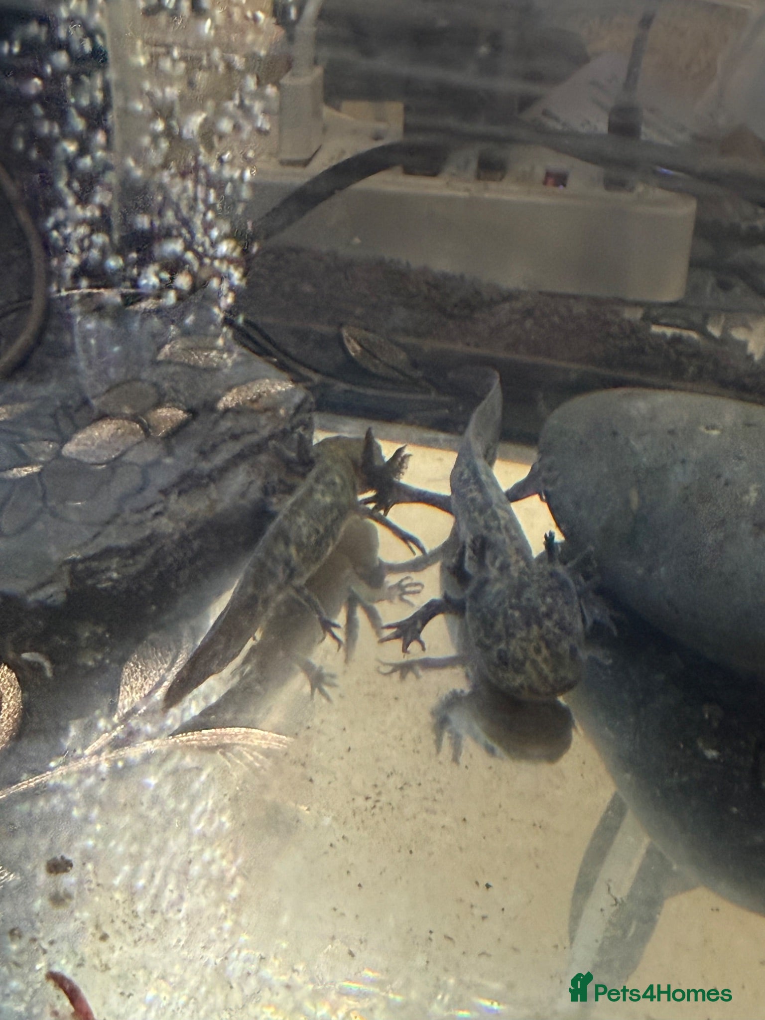 Axolotl reptiles Axalotol and tank - Advert 3