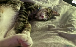 British Shorthair cats for sale: This is Harvey  - Image 1