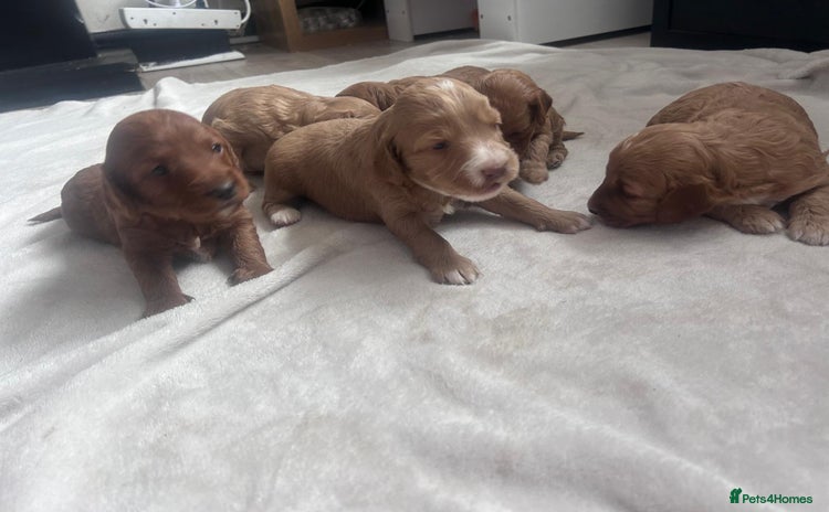 Mixed Breed dogs - Advert 2