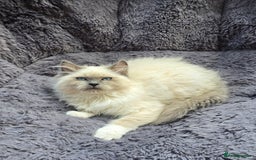 Ragdoll cats for sale: GCCF registered Ragdoll kittens  - Image 8