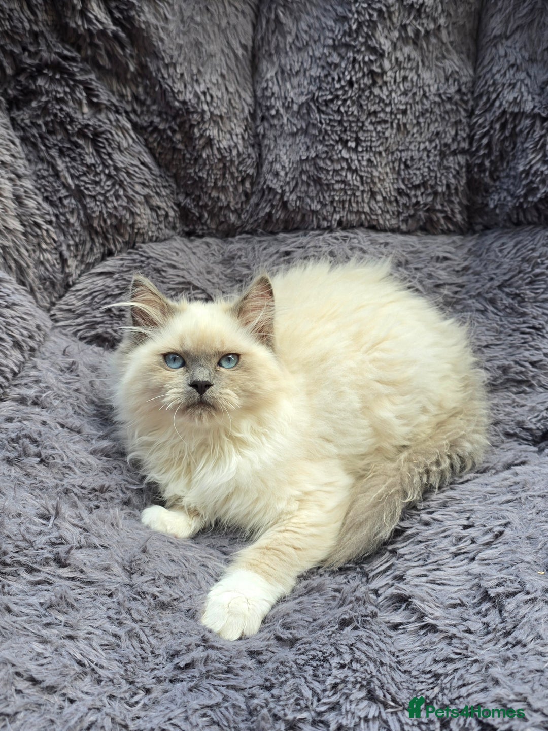 Ragdoll cats for sale: GCCF registered Ragdoll kittens  - Image 8