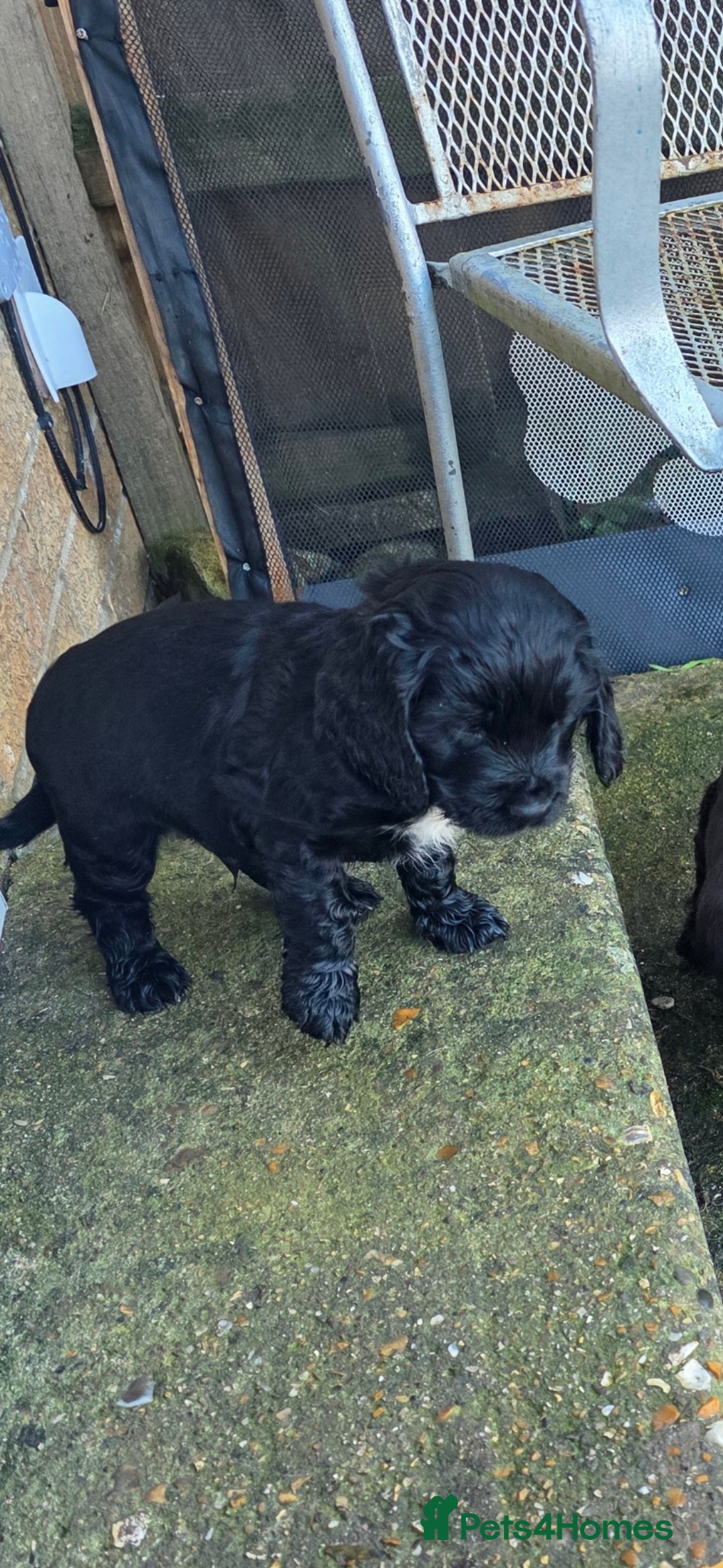 Sprocker dogs for sale: Sprocker  - Image 5