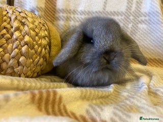 Mini Lop rabbits Mini lop - Advert 4