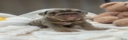 English Bulldog dogs for sale: Premium KC Registered English Bulldog Puppies   - Advert 23