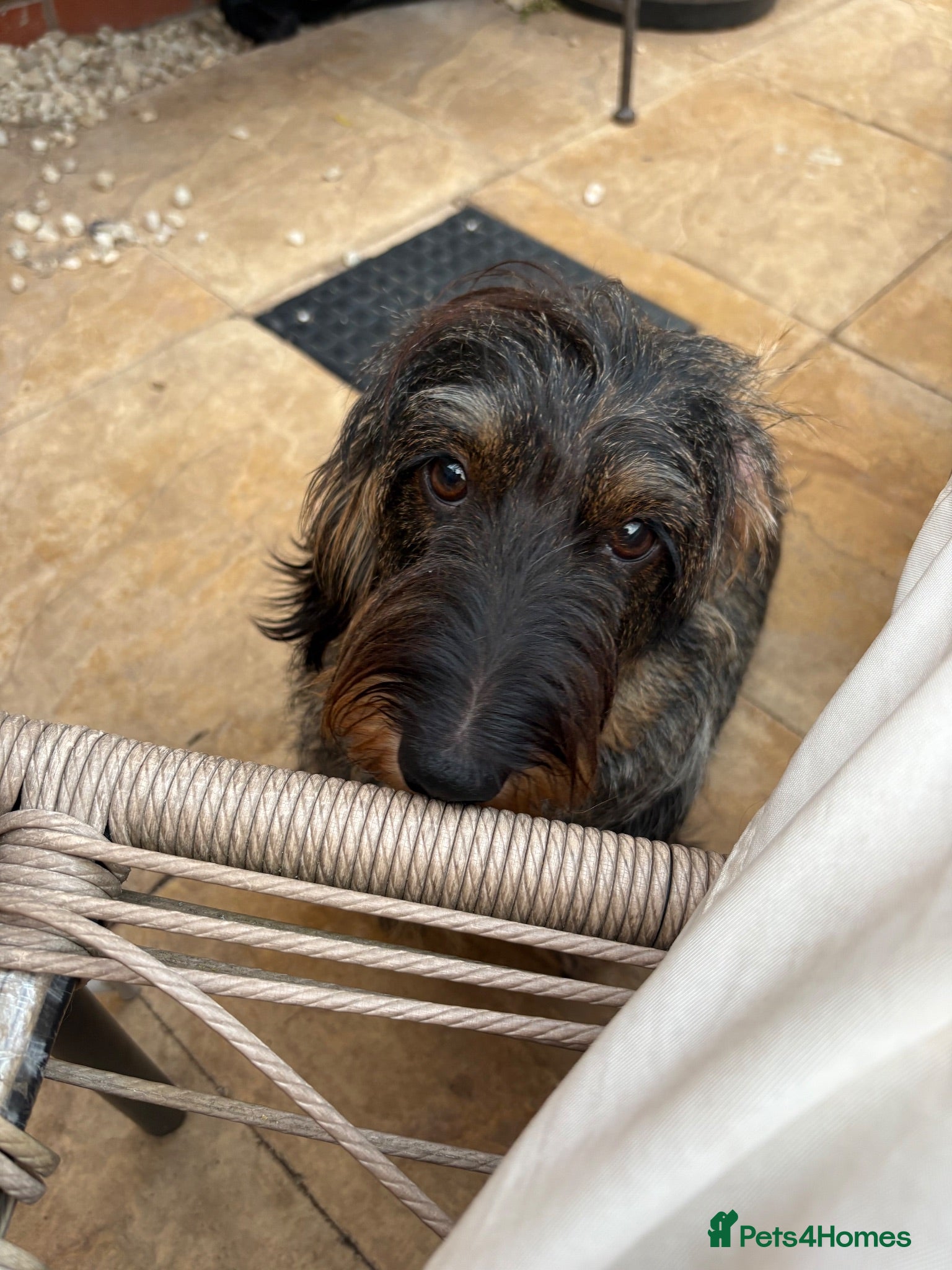 Dachshund dogs ✨Health tested, KC reg true standard wirehairs✨  - Advert 2
