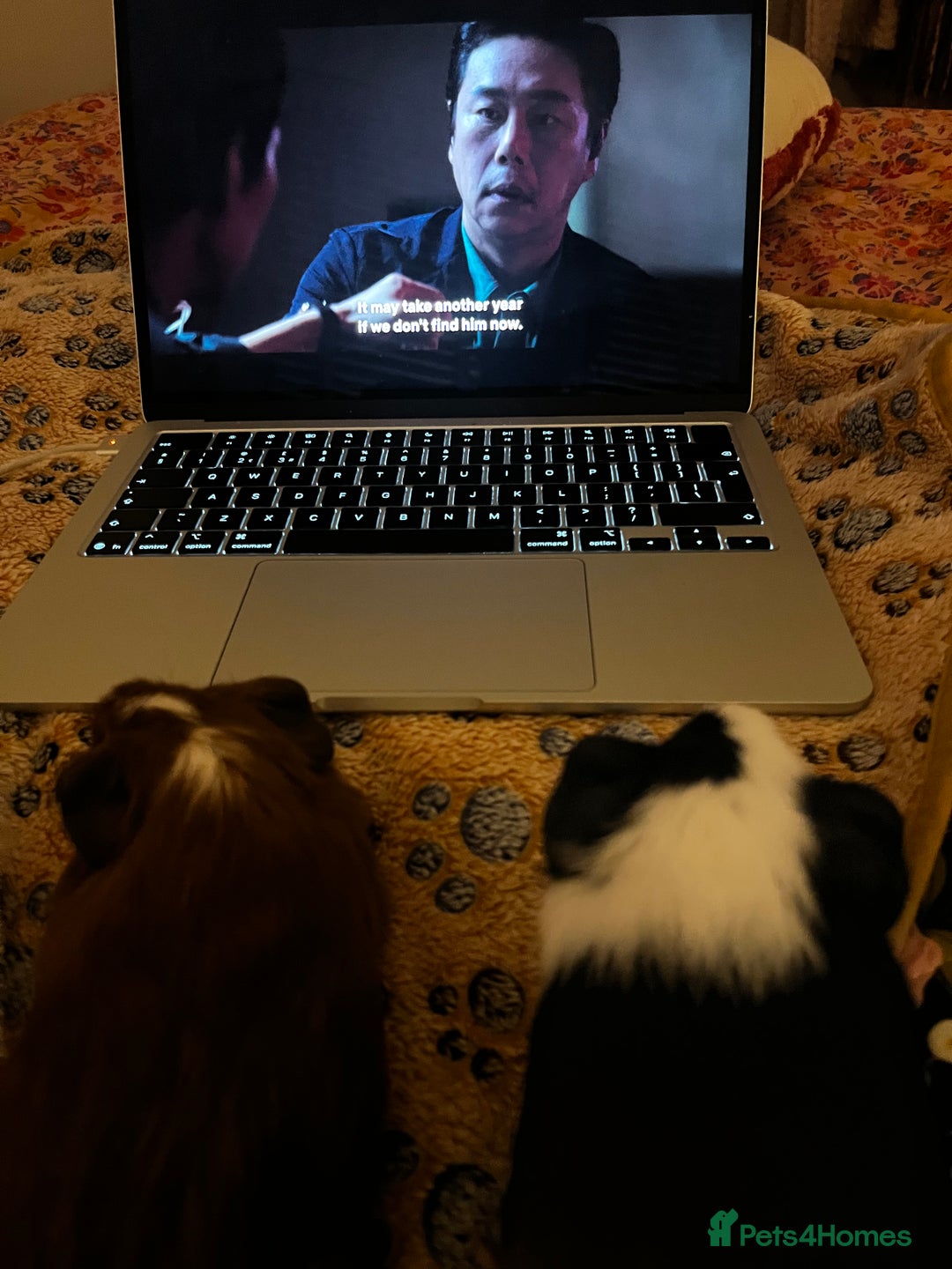Guinea Pig rodents for sale: Bonded Male Guinea Pigs for Rehoming - Image 10