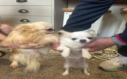 Chihuahua dogs for sale: KC Reg Champion Russian lines LONG COAT puppies - Image 19