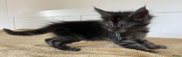 Maine Coon cats for sale: TICA registered large Maine Coon kittens - Advert 27