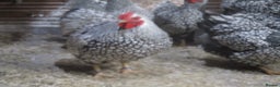 Chickens poultry for sale: Silver Laced Wyandotte Bantam pullets. APHA Reg  - Advert 7