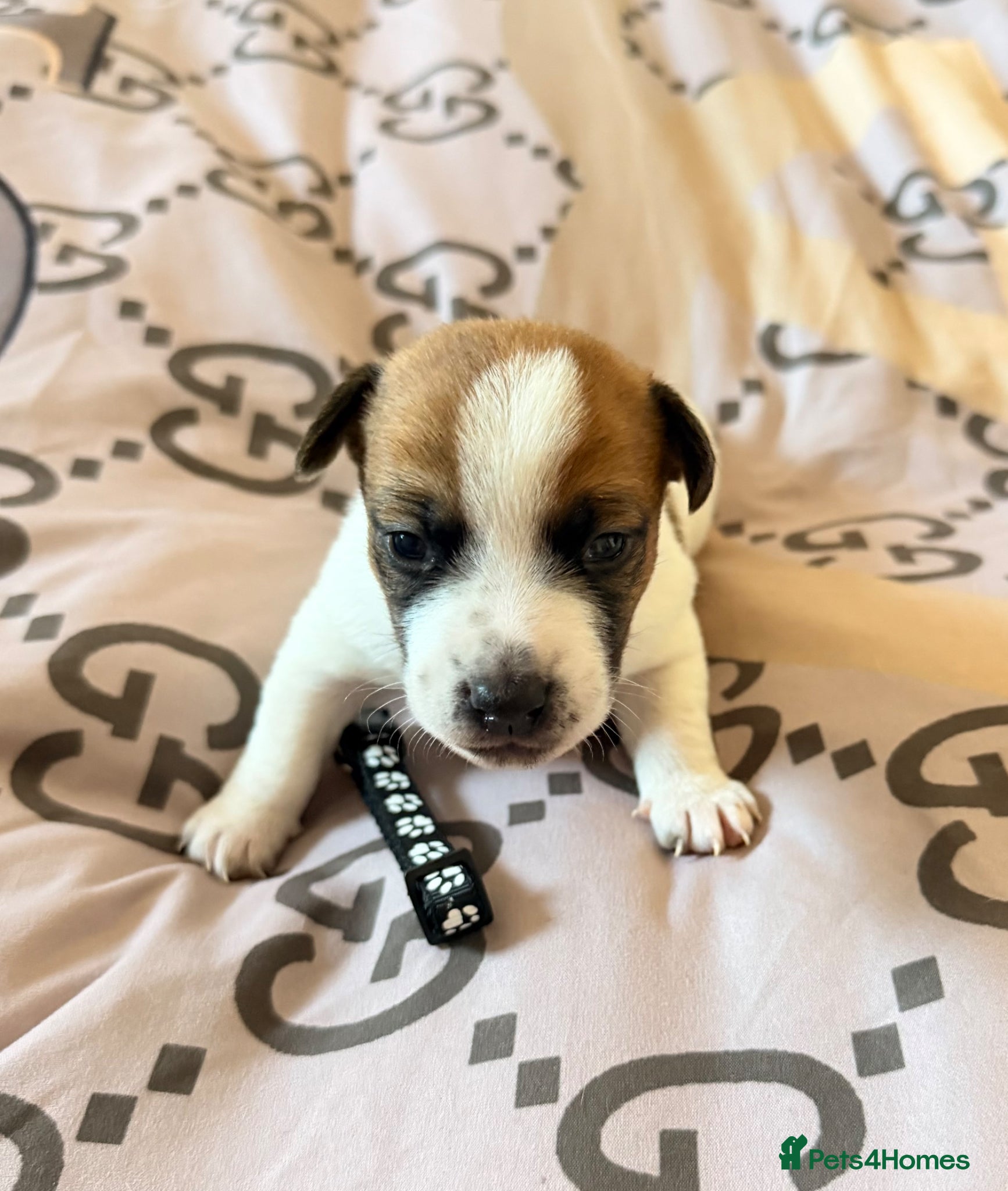 Jack Russell dogs *ONLY ONE BOY AVAILABLE* Jack Russel Puppies 🐶🐾 - Advert 1