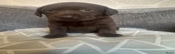 Labrador Retriever dogs for sale: Chunky chocolate Labrador puppies  - Advert 5