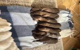German Shorthaired Pointer dogs for sale: Stunning KC German Shorthaired Pointer Puppies - Image 6