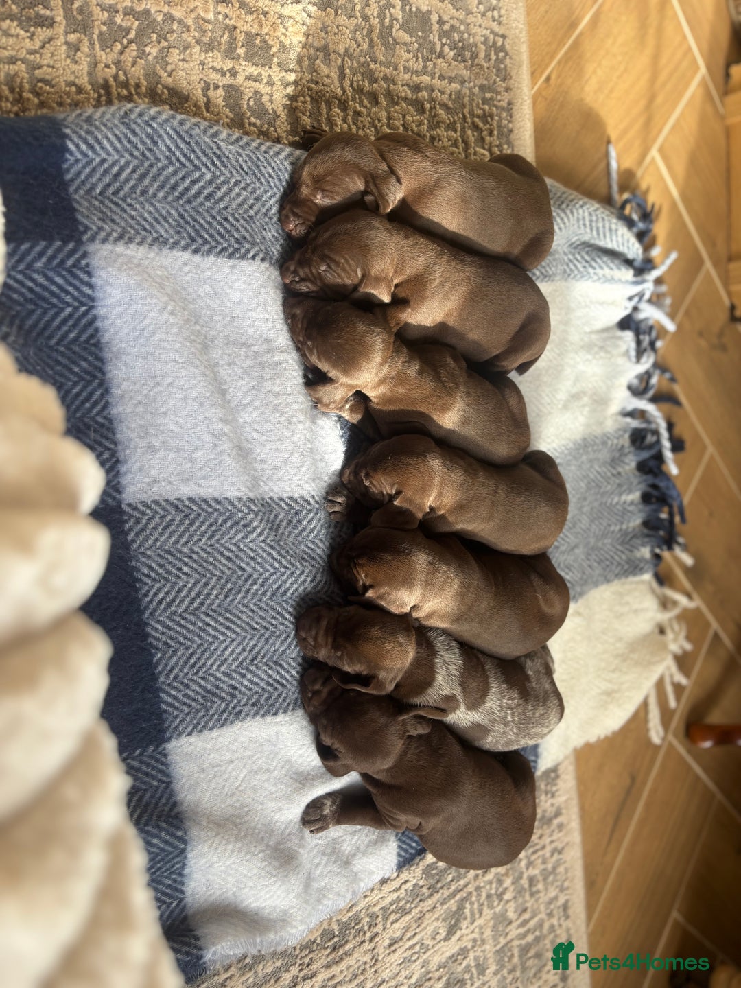 German Shorthaired Pointer dogs for sale: Stunning KC German Shorthaired Pointer Puppies - Image 6