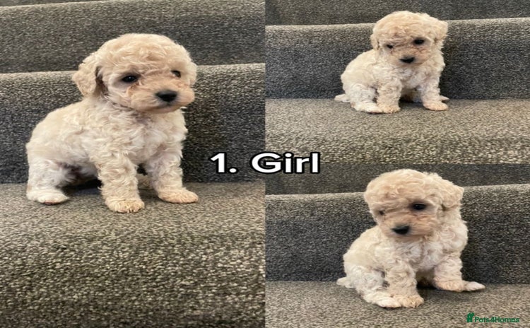 Toy Poodle dogs - Advert 15