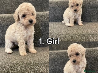 Toy Poodle dogs KC Toy Poodle Puppies - Advert 16