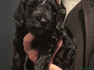 Cockapoo dogs Adorable Cockapoo Puppies - First Litter - Advert 16