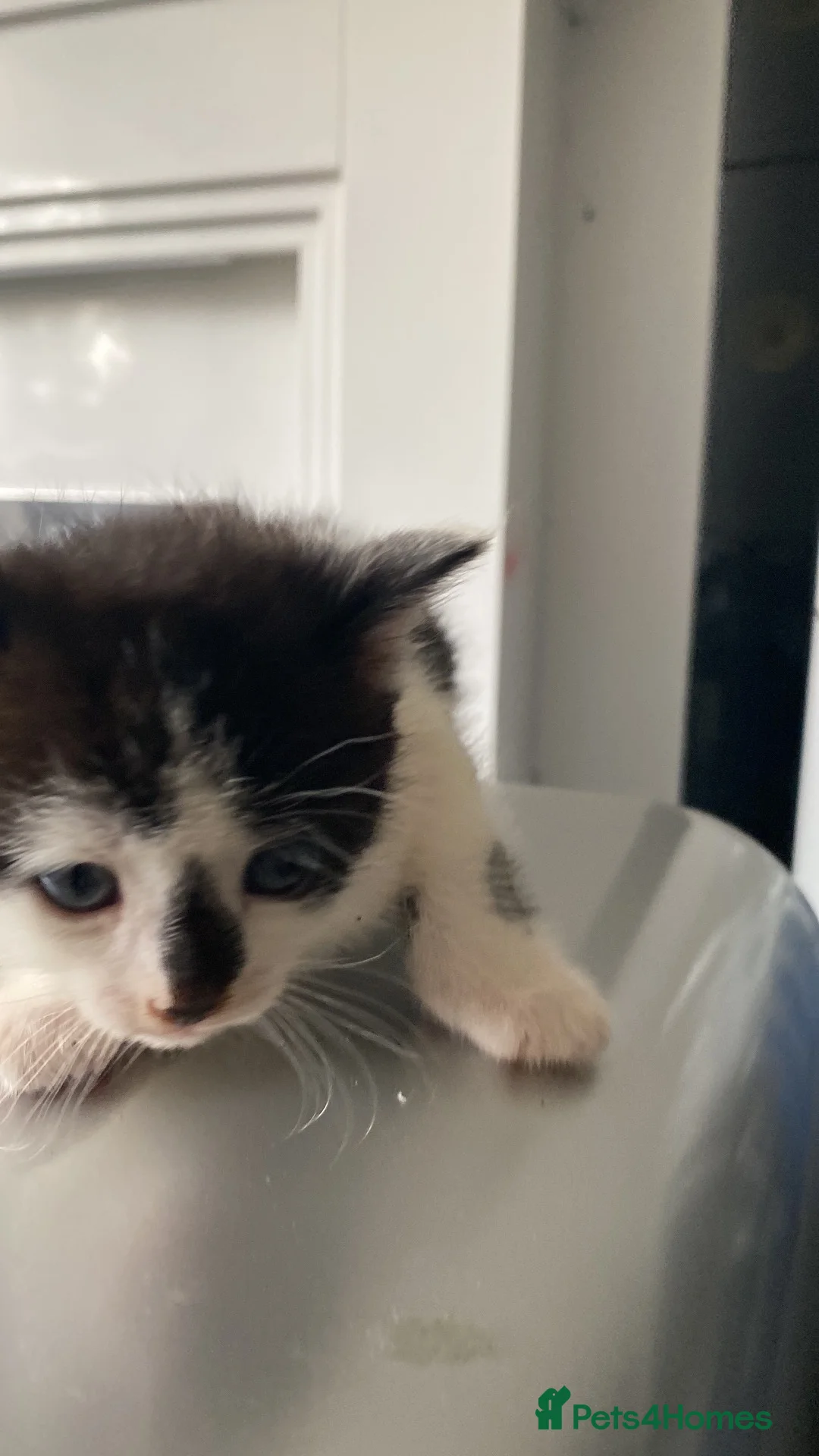 Mixed Breed cats for sale: Kittens - Advert 8
