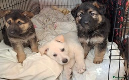 German Shepherd dogs for sale: Stunning litter of German shepherd puppies   - Image 1