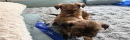 Shorkie dogs for sale: Adorable Yorkshire terrier and Shih Tzu Puppies in Romford - Advert 5