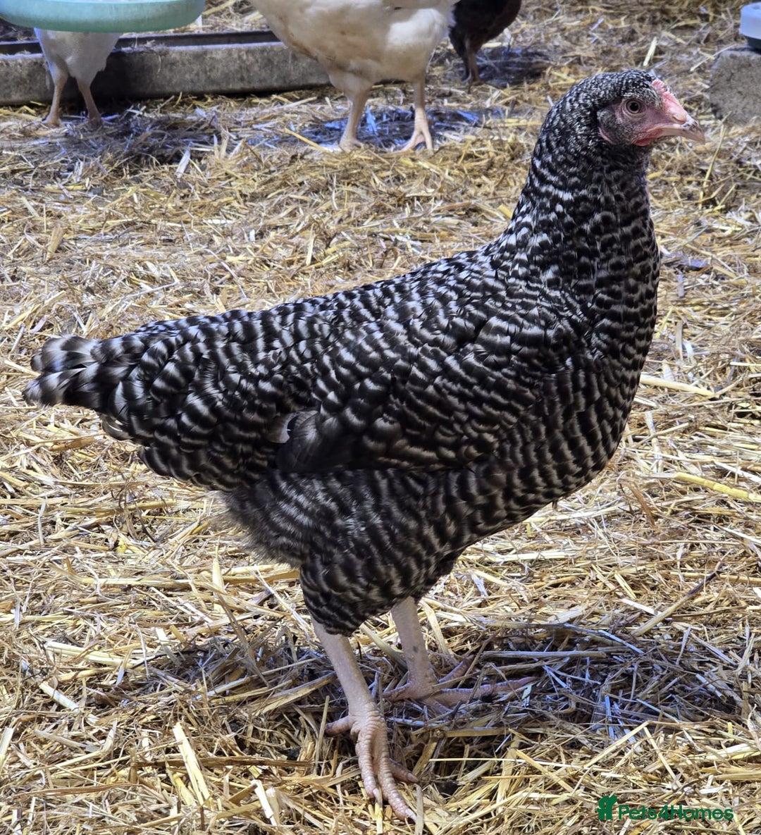 Chickens poultry for sale: Our last Hybrid POL hens of 2025 - Image 3