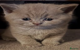 Scottish Fold cats for sale: 🐾 Scottish Fold Kittens – Sweet, Rare & Ready Now - Image 17