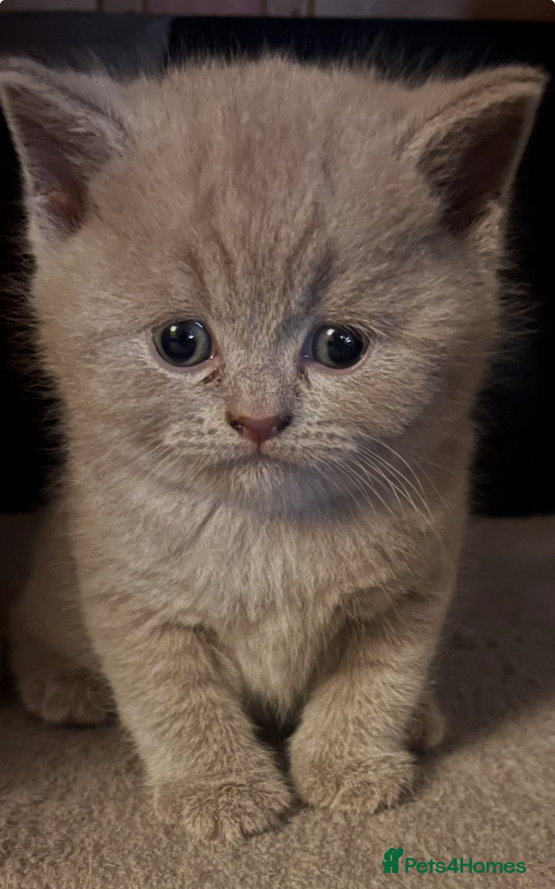 Scottish Fold cats for sale: 🐾 Scottish Fold Kittens – Sweet, Rare & Ready Now - Image 17