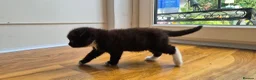 Mixed Breed cats for sale: Scottish gold kittens in Heathfield - Advert 11
