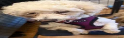 Cavapoo dogs for stud: Proven Stunning Cavapoo for stud  - Advert 3