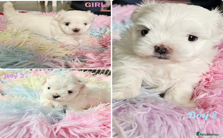 Maltese dogs - Advert 3