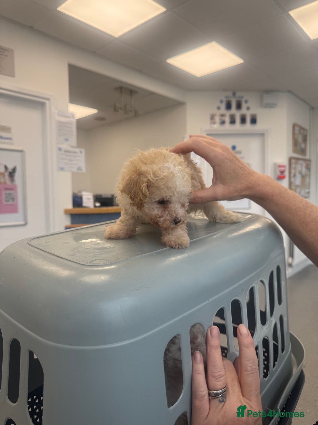Cavapoo dogs for sale: Beautiful cavapoo puppies  - Image 6