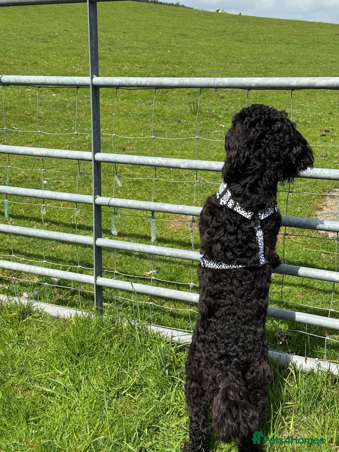 Cockapoo dogs for stud: Milo 1 year old F2 cockapoo - Image 4