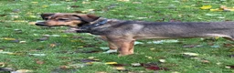 Mixed Breed dogs for adoption: Busy Tizzy – 5 Months of Fun, Love & Mischief! in Kidderminster - Advert 2