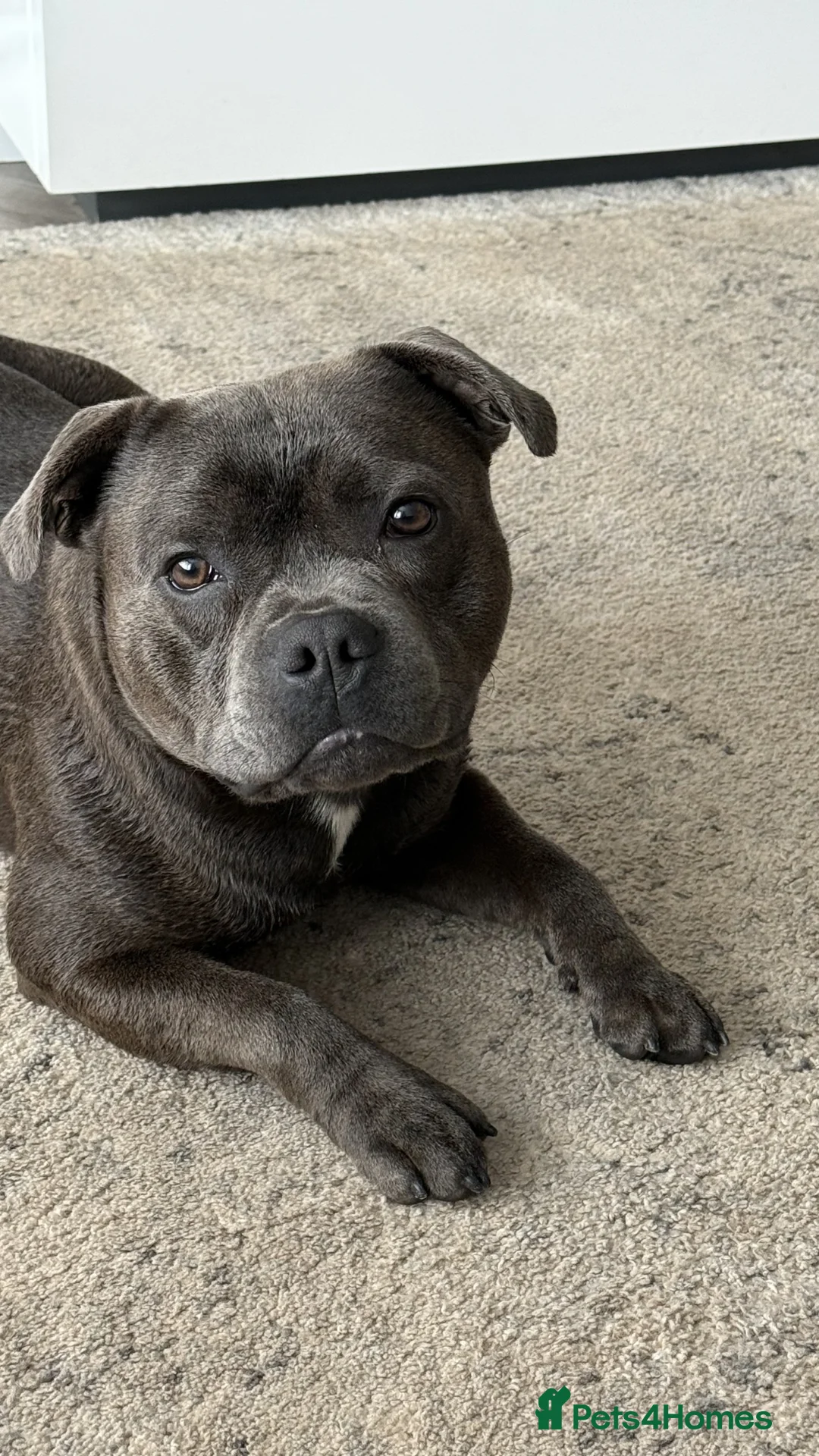 Staffordshire Bull Terrier dogs for stud: Jaxon Blue Staffy available for Stud in Ellesmere Port - Advert 2