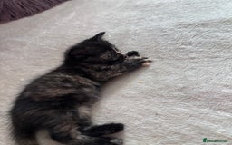 Norwegian Forest Cat cats for sale: Norwegian forest x bengal  - Image 3