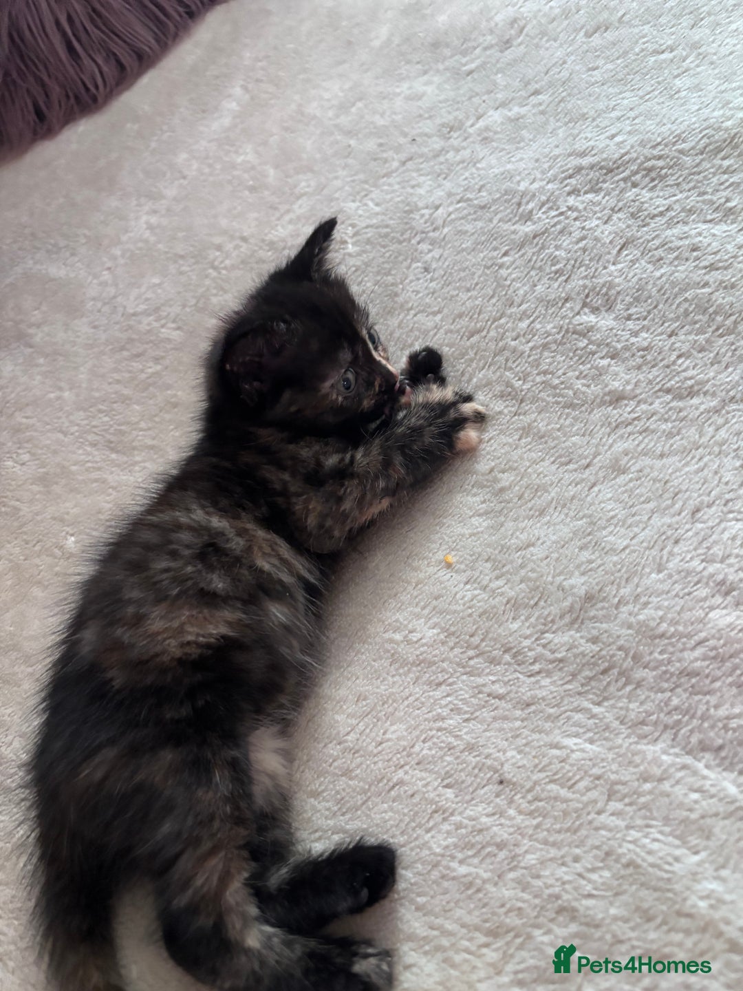 Norwegian Forest Cat cats for sale: Norwegian forest x bengal  - Image 3