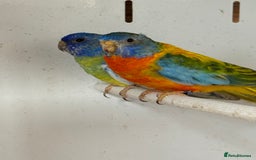 Parakeets birds for sale: A breeding pair of Splendids  - Image 2