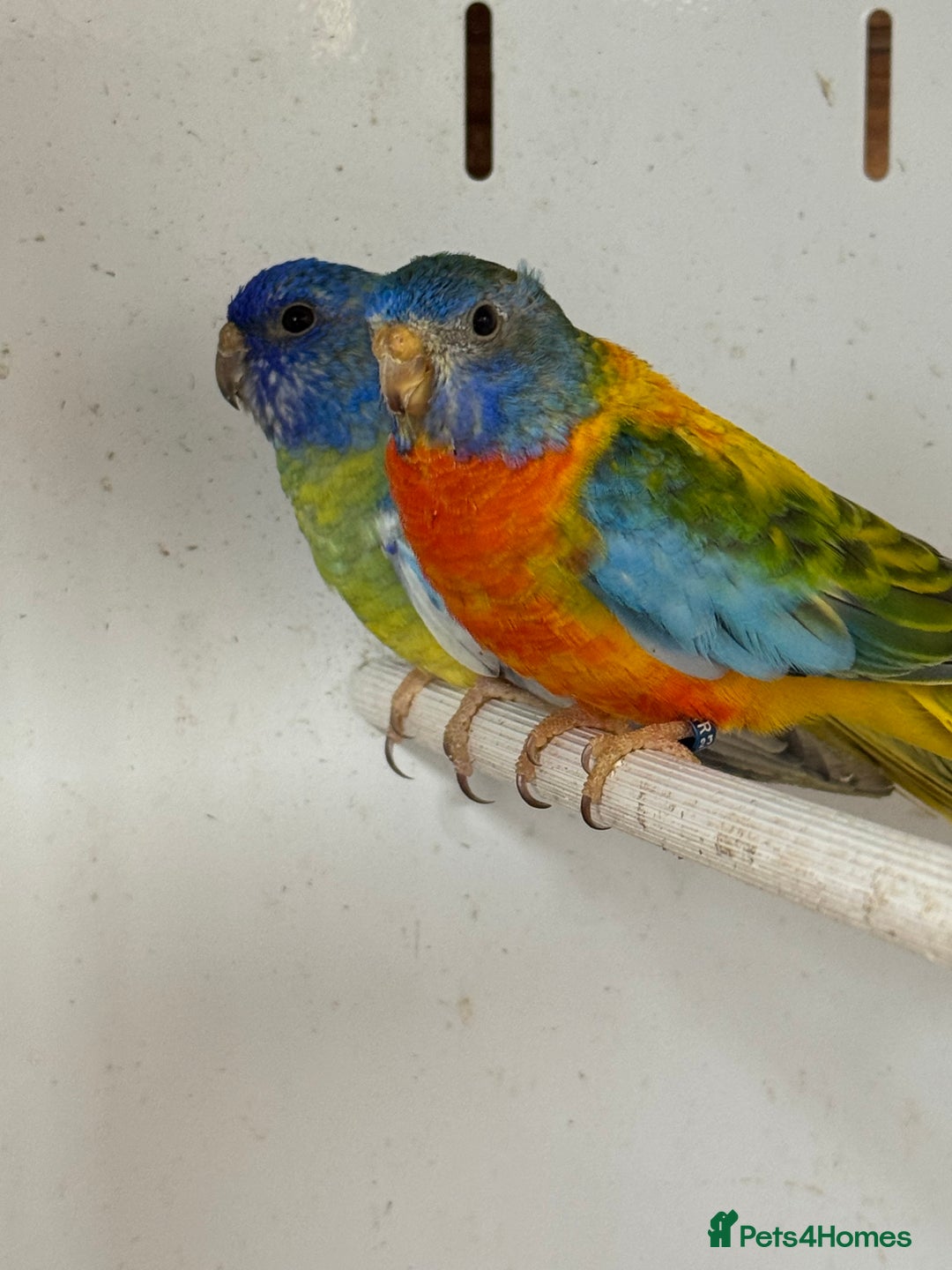 Parakeets birds for sale: A breeding pair of Splendids  - Image 2