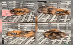 Guinea Pig rodents for sale: Baby Funky Guinea Pigs - Image 4