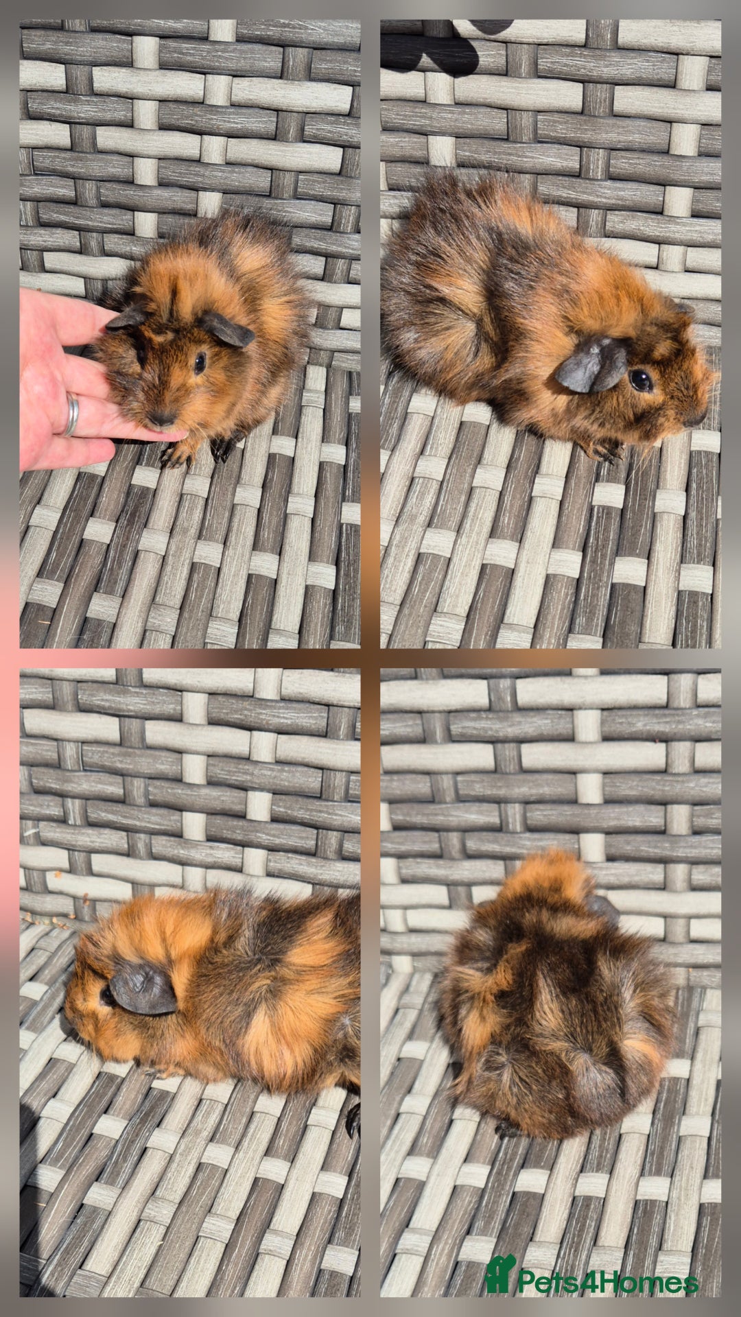 Guinea Pig rodents for sale: Baby Funky Guinea Pigs - Image 4