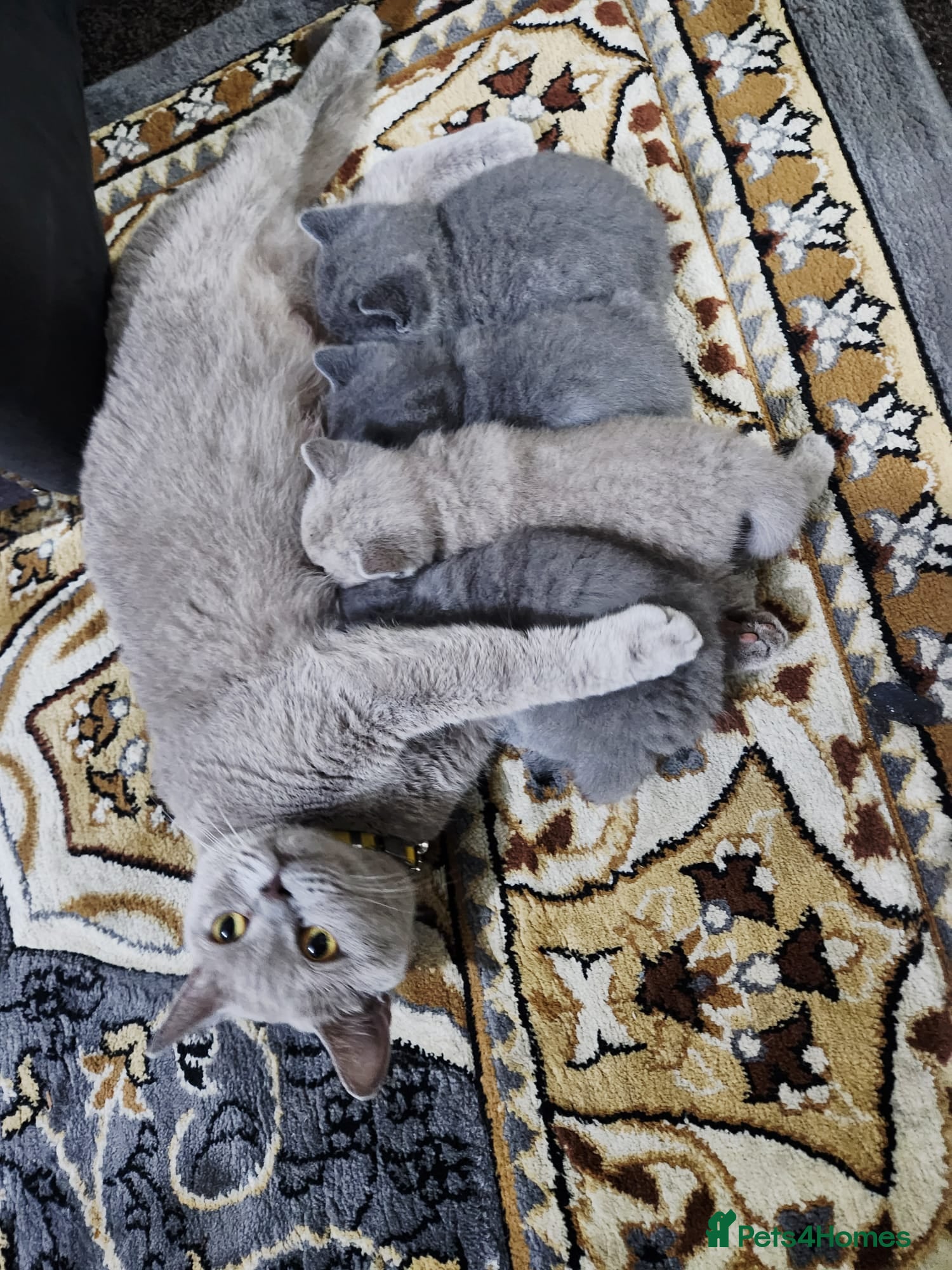 British Shorthair cats British short-hair kittens  - Advert 1