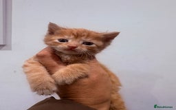 British Shorthair cats for sale: Beautiful fluffy ginger and torteshell kittens,  - Image 10