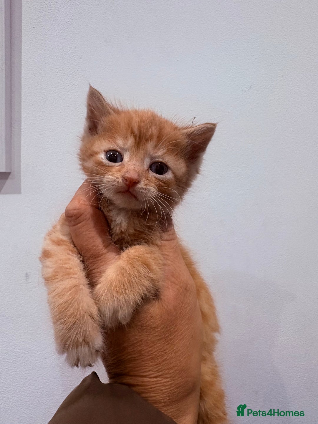 British Shorthair cats for sale: Beautiful fluffy ginger and torteshell kittens,  - Image 10