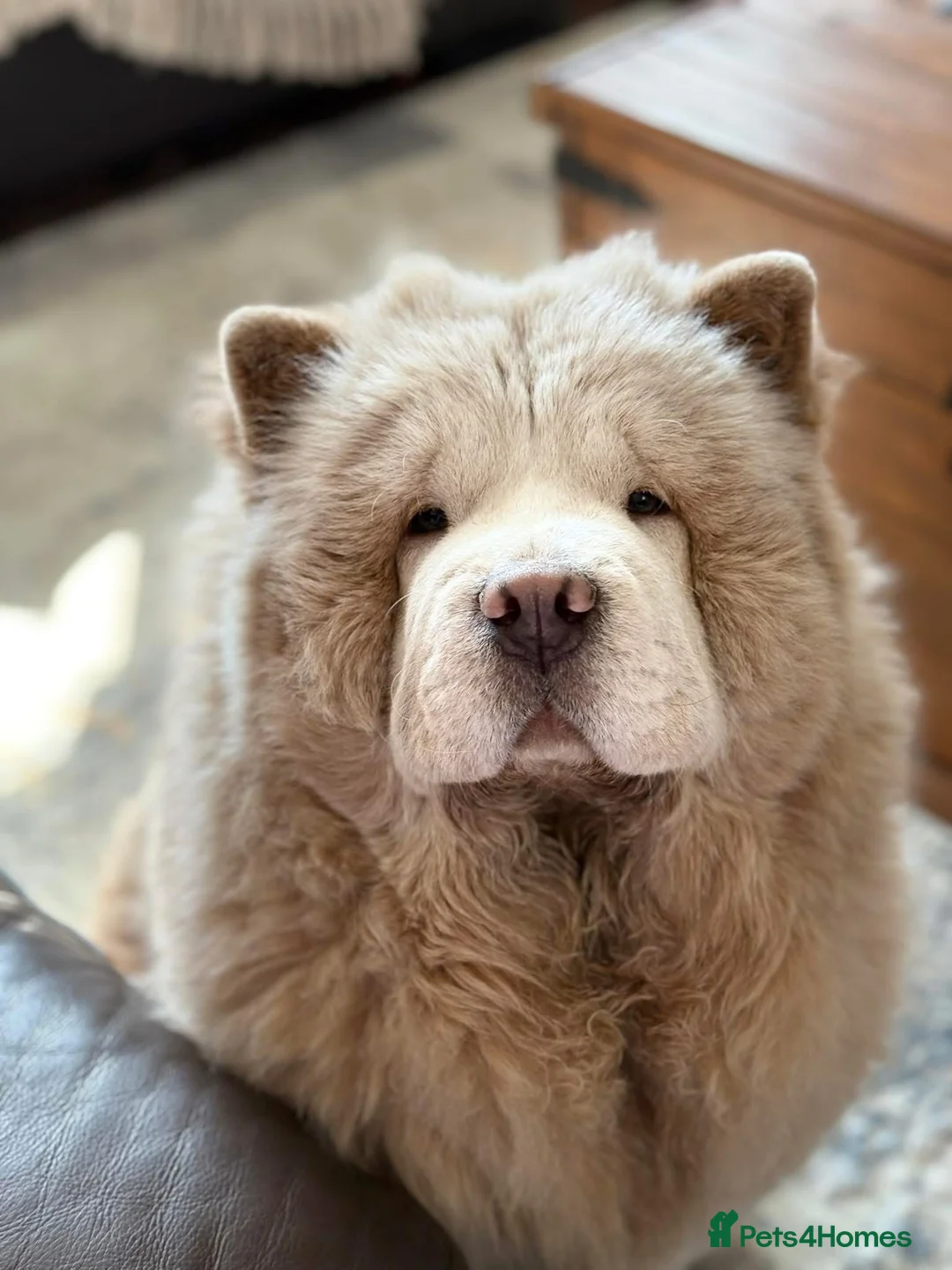 Chow Chow dogs for sale: Platinum blue eyed female chow  in Wigan - Advert 2