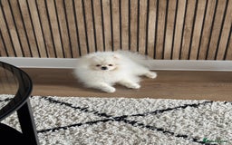 Pomeranian dogs for sale: Male 9 Month Old Miniature Pomeranian  - Image 6